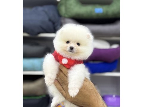Pomeranian boo