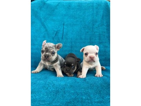 French bulldog yavrularımız