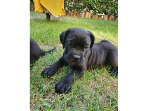 Irk ve sağlık garantili cane corso yavrular