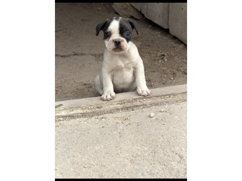 Dişi french bulldog yavrusu