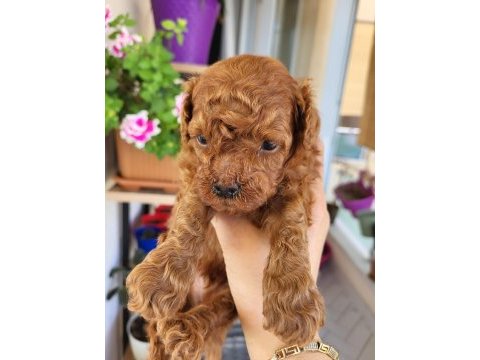 Korekan poodle erkek