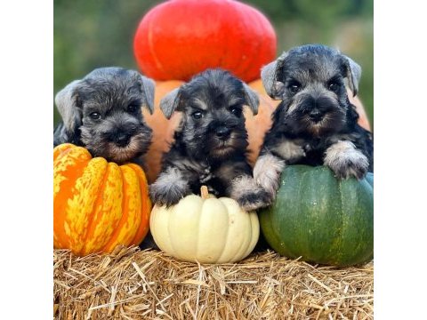 Fcı secereli miniatute schnauzer yavruları