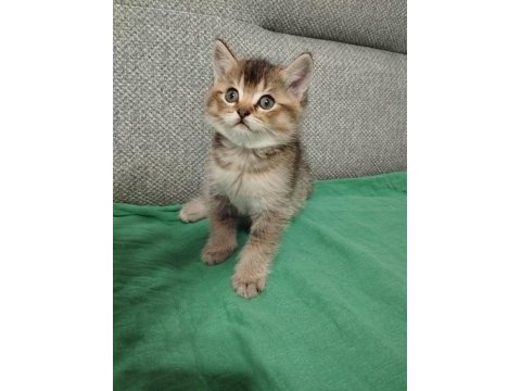 Uyguna british shorthair sahiplendirme