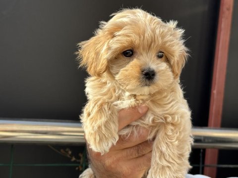 Petmode köpek çiftliğinde ziyarete açık maltipoo