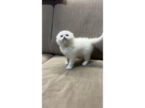 55 günlük kartopu scottish fold yavrumuz yeni yuva arıyor