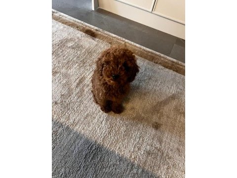 Safkan toy poodle yavrumuz 2.5 aylık