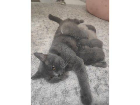 Sağlıklı dişi kedimiz