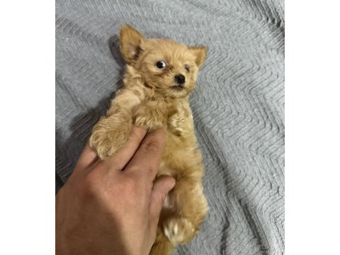 Micro teacup özel yavru