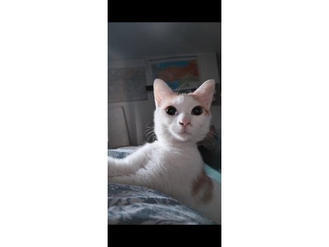 Kedimiz paris için acil yuva arıyoruz