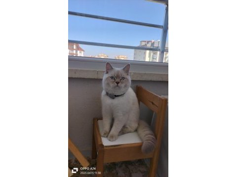 7 aylık british shorthair damızlık erkek kedimiz