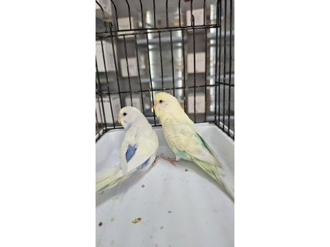 Renk güzeli son çek muhabbet kuşu takımlar açıklamayı okuyun