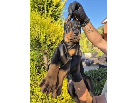 2 aylık a kalite doberman yavrular