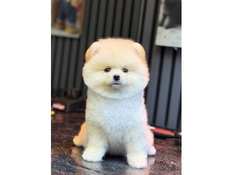 Pomeranian boo gülen yüz