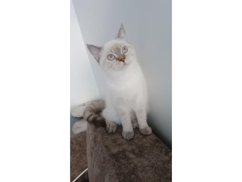 6 aylık british longhair