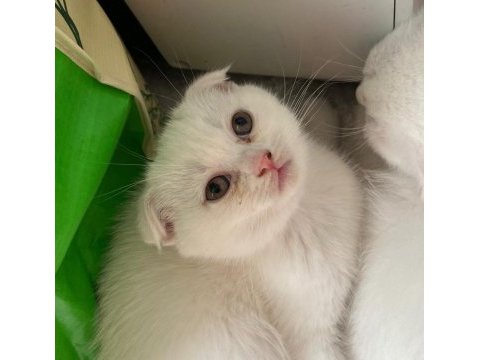 Scottish fold kehribar göz kardeşler