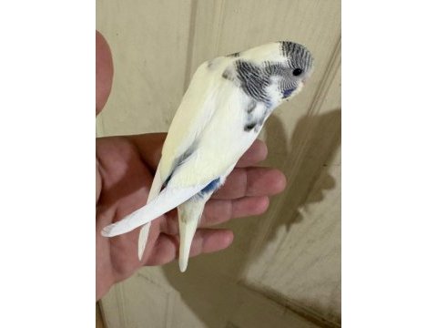 33 günlük dişi bebek muhabbet kuşu