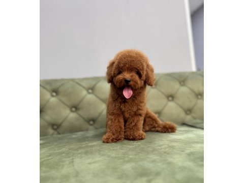Kore red brown erkek toy poodle yavrumuz