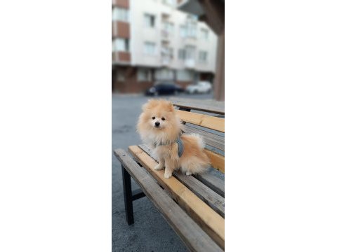 2.5 yaşında erkek pomeranian