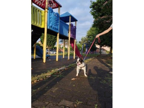 Oğlumuza eşleştirmeye güzel köpek lazım
