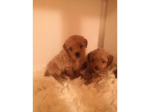 Poodle ayarında maltipoo köpeklerimiz