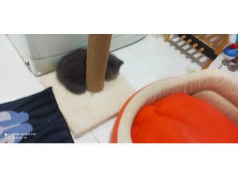 Scottish fold hair long blue point