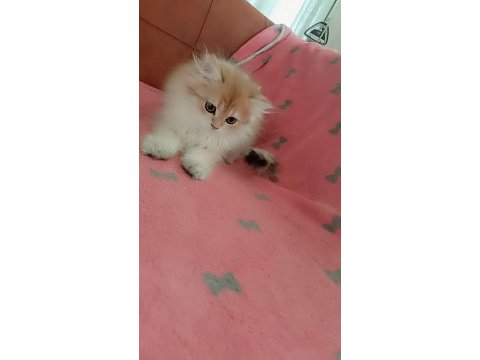 Full şecereli ny 12 dişi british longhair