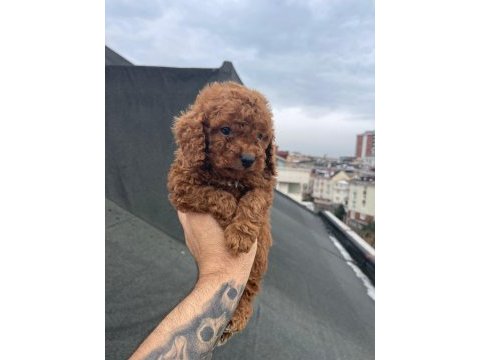 Red brown poodle yavrular