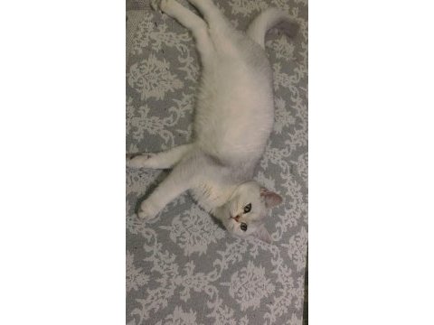 British shorthair dişi şecereli 6 aylık