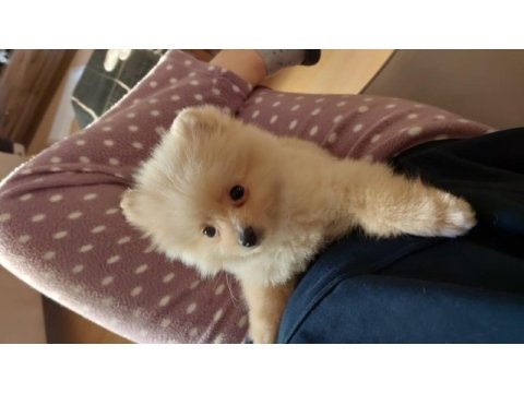 Pomeranian boo