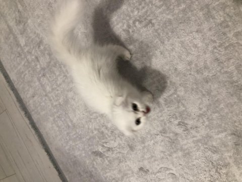 Scottish fold kedimiz