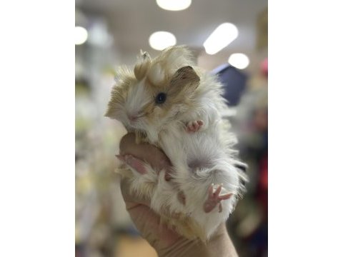 Eğitilebilir özel renk bebek ginepigler