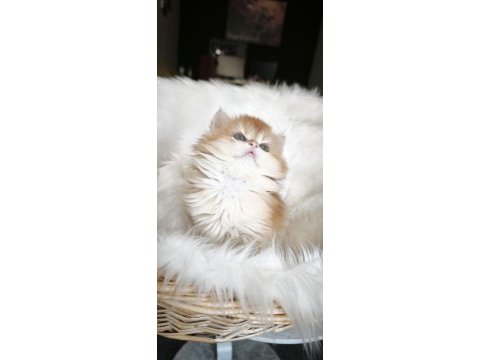 Show kalite dişi british longhair
