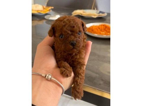 Poodle bebekleri kilo sağlık garantili