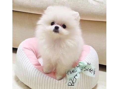 Pomeranian boo yavru eğitimli