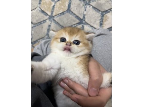 Safkan golden şecereli british shorthair kediler