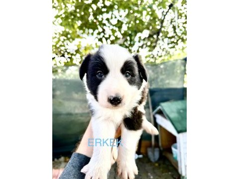 Saf kan border collie