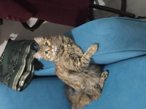 Tekir kızımız alisi sahiplendirmek istiyoruz