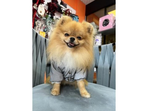 1 yaşında show kalite pomeranian boo gama