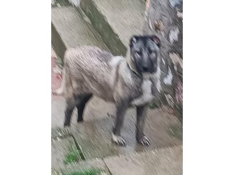 Orjinal kangal cinci köpekler