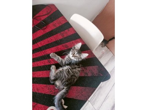 Ücretsiz sahiplendirilecek tekir yavrular