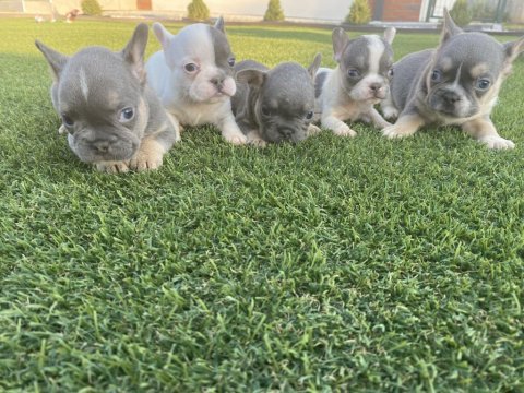 French bulldog dişi erkek yavrular