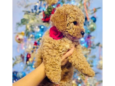 Safkan maltipoo bebeklerimiz