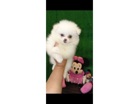 3 aylık ayı surat erkek dişi pomeranian