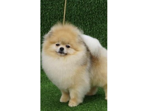 Üst kalite aşılı erkek pomeranian 3 aylık