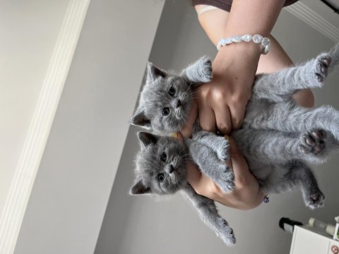 Safkan british shorthair yavru
