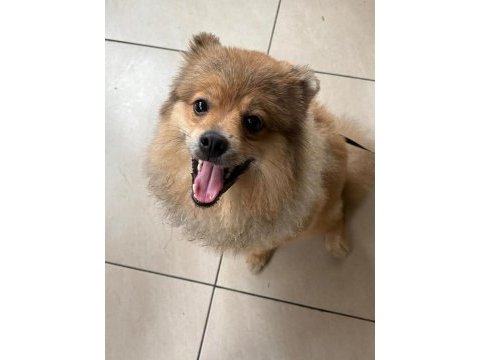 Genç pomeranian boo