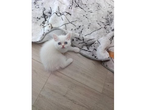 Güzel pamuk kedilerim