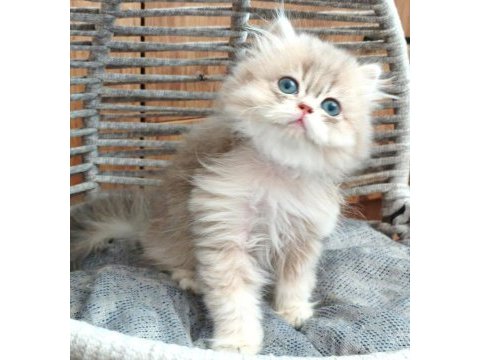 British longhair safkan