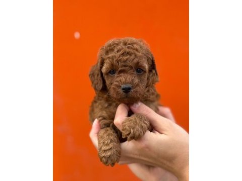 Çıtır poodle kurabiyelerim yeni yuvasını arıyor