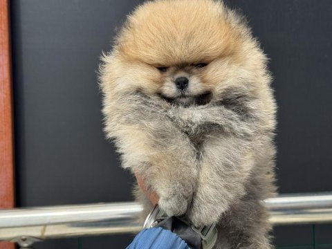 Petmode köpek çiftliğinden tea cup teddy pomeranian